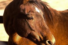 DSC_0091_2109_Fence_2011_Medium-700px