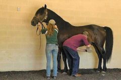 mc-mang-stallion-pic