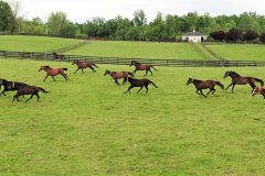 running-horses-800px
